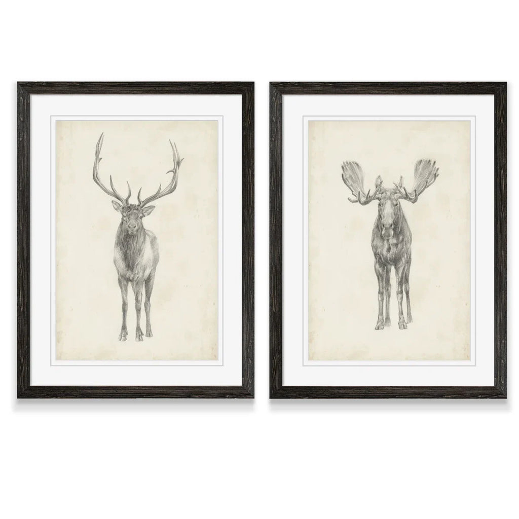 " Moose Study " by Antonyus Bunjamin (Abe) 2 - Pieces