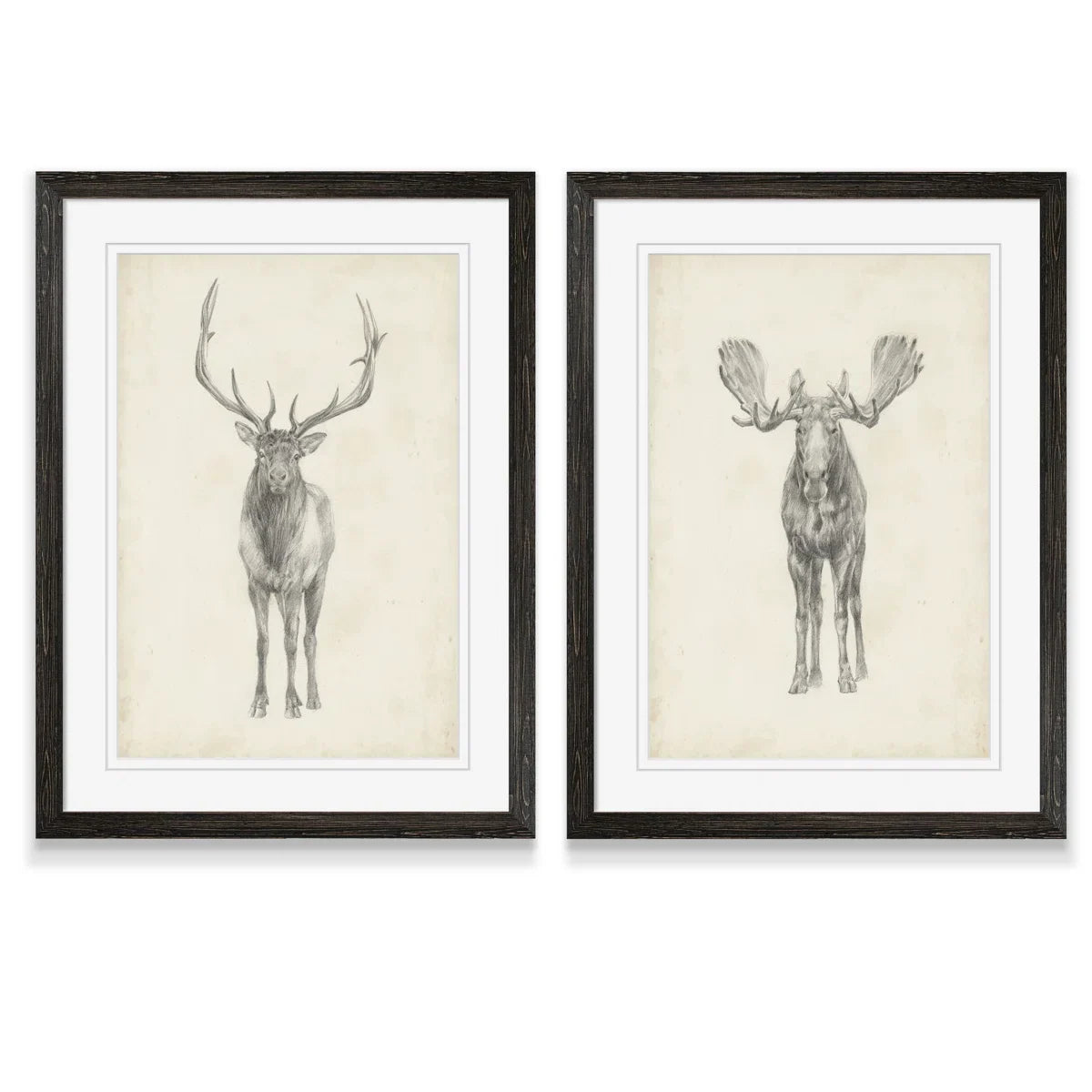 " Moose Study " by Antonyus Bunjamin (Abe) 2 - Pieces